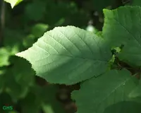 American hazelnut