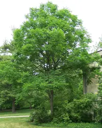 Kentucky coffeetree (Gymnocladus dioicus) plant