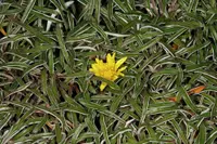 carpet daisy