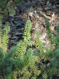 Needle-leaved Totara