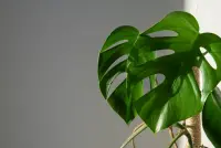 Monstera minima