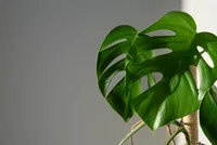 Monstera minima