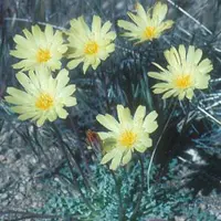 scalebud (Anisocoma acaulis) plant