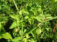 cutleaf groundcherry