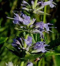 purple giant hyssop