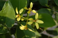 Galphimia glauca (Galphimia glauca) plant