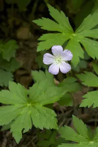 wild geranium (Geranium maculatum) plant
