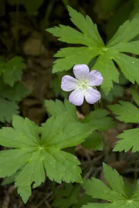 wild geranium