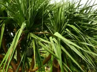 Pandanus amaryllifolius
