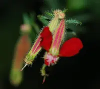 Cuphea hookeriana