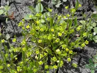 Lateral-flowered Buttercup