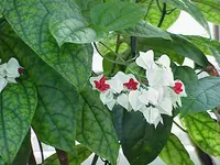 Bleeding glory-bower (Clerodendrum thomsoniae) plant