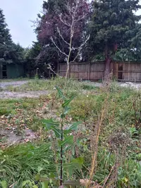 Compass Plant