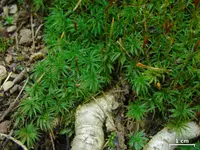 atrichum moss (Atrichum altecristatum) plant