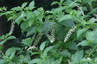 Phytolacca americana leaves