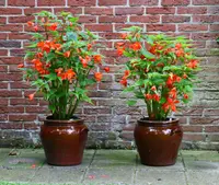 Begonia pendula