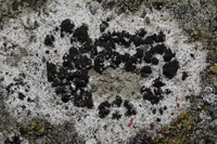 Arthonia calcarea