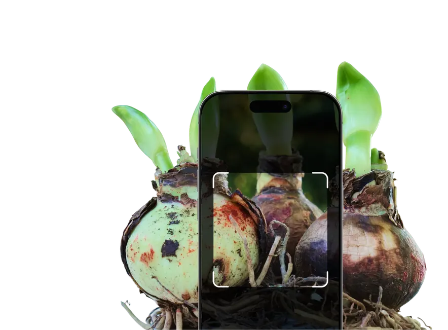 Bulb Identification – Hero