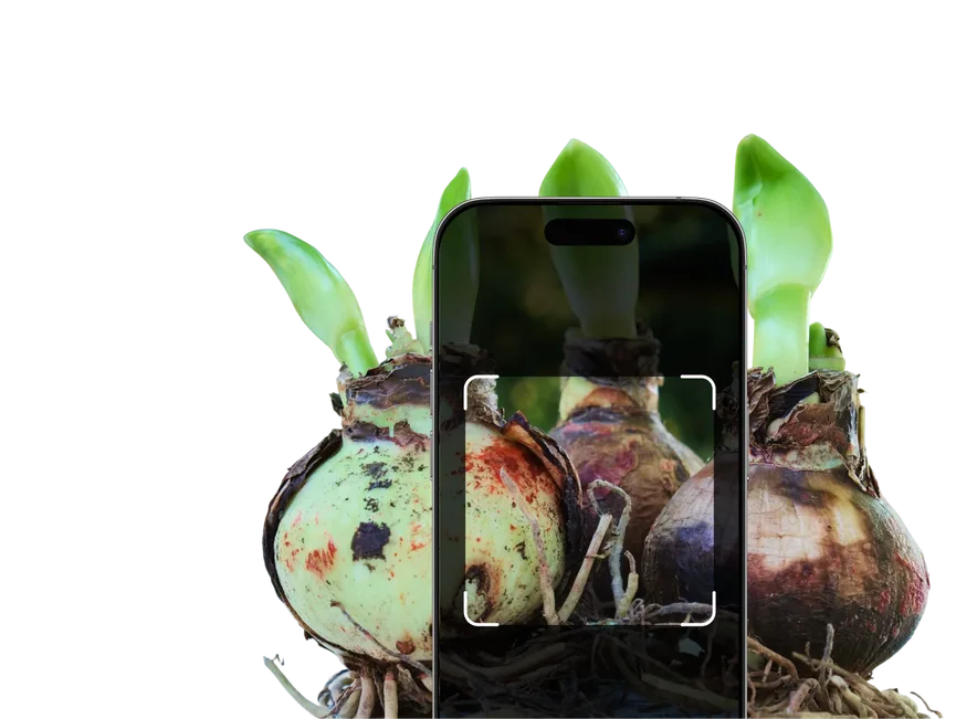 Bulb Identification – Hero