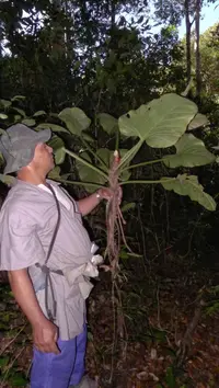 shortstem philodendron