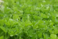 Petroselinum crispum var. neapolitanum parsly