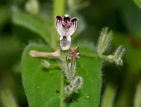 false waterwillow