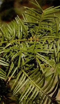 Gopherwood (Torreya taxifolia) plant