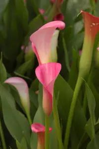 pink calla lily (Zantedeschia rehmannii) plant
