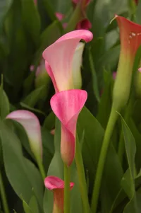 pink calla lily