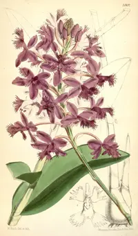 Jamieson's Epidendrum