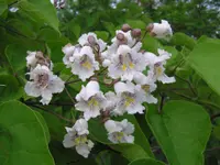 southern catalpa (Catalpa bignonioides) plant