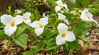 Trillium grandiflorum flowers