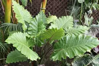 Upright Elephant Ear