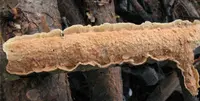 Netted Crust