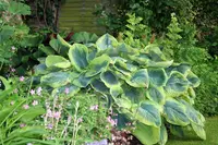 Hosta
