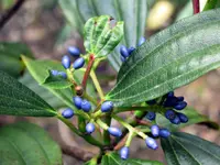 David viburnum (Viburnum davidii) plant