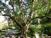 trident maple