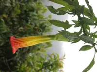 red floripontio (Brugmansia sanguinea) plant