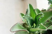 Miracle Leaf (Kalanchoe pinnata) plant