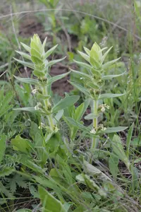 Ajuga laxmannii