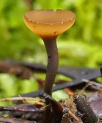 Ciboria rufofusca