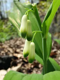 smooth Solomon's seal