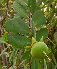 apple mangrove