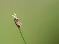 Needle Spikerush
