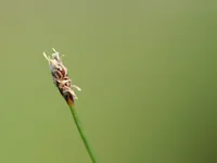 Needle Spikerush
