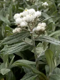 Three-nerved Pearly Everlasting