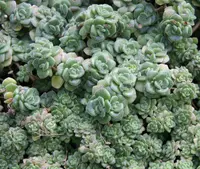 Aichryson tortuosum (Aichryson tortuosum) plant