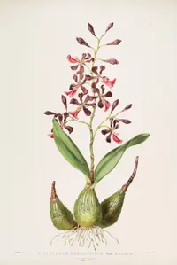 Encyclia cordigera