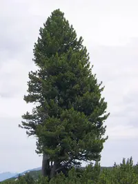 Swiss Stone Pine (Pinus cembra) plant