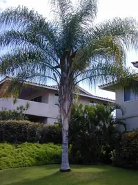 queen palm